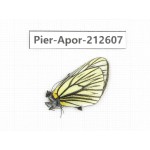 Aporia procris ssp. China, Yunnan, Xiangerila, Weixi county, N of Mt.Yunling. 1M. Pier-Apor-212607.