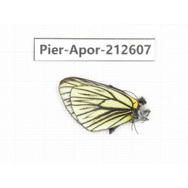 Aporia procris ssp. China, Yunnan, Xiangerila, Weixi county, N of Mt.Yunling. 1M. Pier-Apor-212607.