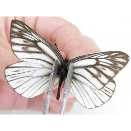 Aporia procris ssp. China, Yunnan, Xiangerila, Weixi county, N of Mt.Yunling. 1M. Pier-Apor-212607.