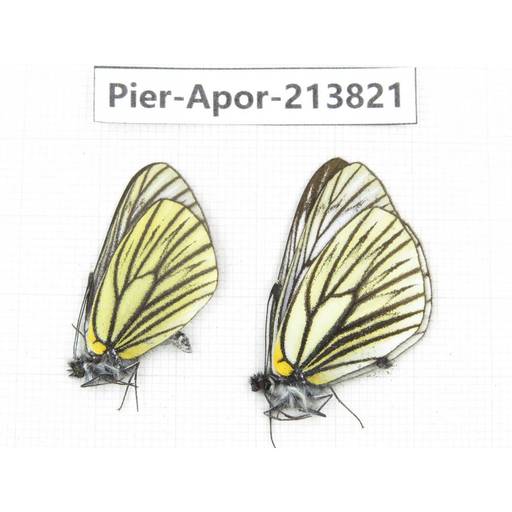 Aporia procris ssp. China, Yunnan, Xiangerila, Weixi county, N of Mt.Yunling. 2M. Pier-Apor-213821.