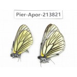 Aporia procris ssp. China, Yunnan, Xiangerila, Weixi county, N of Mt.Yunling. 2M. Pier-Apor-213821.