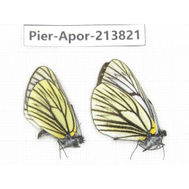 Aporia procris ssp. China, Yunnan, Xiangerila, Weixi county, N of Mt.Yunling. 2M. Pier-Apor-213821.