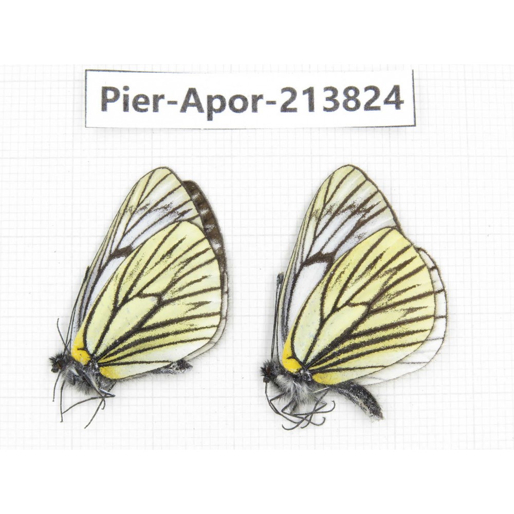 Aporia procris ssp. China, Yunnan, Xiangerila, Weixi county, N of Mt.Yunling. 2M. Pier-Apor-213824.