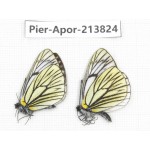 Aporia procris ssp. China, Yunnan, Xiangerila, Weixi county, N of Mt.Yunling. 2M. Pier-Apor-213824.