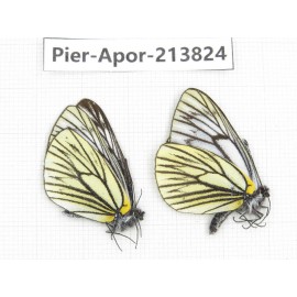 Aporia procris ssp. China, Yunnan, Xiangerila, Weixi county, N of Mt.Yunling. 2M. Pier-Apor-213824.