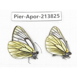 Aporia procris ssp. China, Yunnan, Xiangerila, Weixi county, N of Mt.Yunling. 2M. Pier-Apor-213825.
