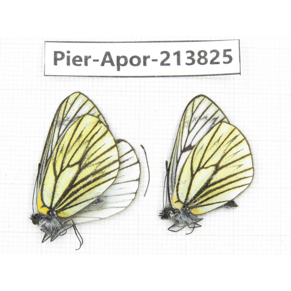 Aporia procris ssp. China, Yunnan, Xiangerila, Weixi county, N of Mt.Yunling. 2M. Pier-Apor-213825.