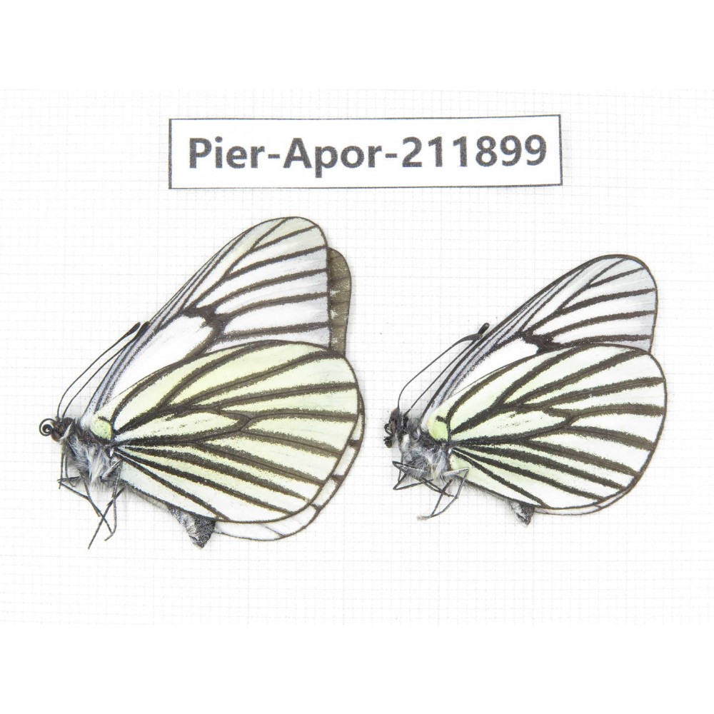 Aporia sp. China, Tibet, Linzhi, Bomi county. 2M. Pier-Apor-211899.