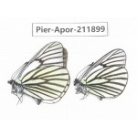 Aporia sp. China, Tibet, Linzhi, Bomi county. 2M. Pier-Apor-211899.