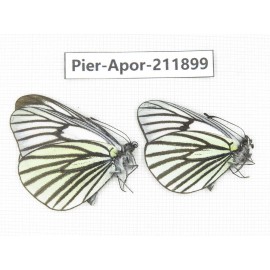 Aporia sp. China, Tibet, Linzhi, Bomi county. 2M. Pier-Apor-211899.