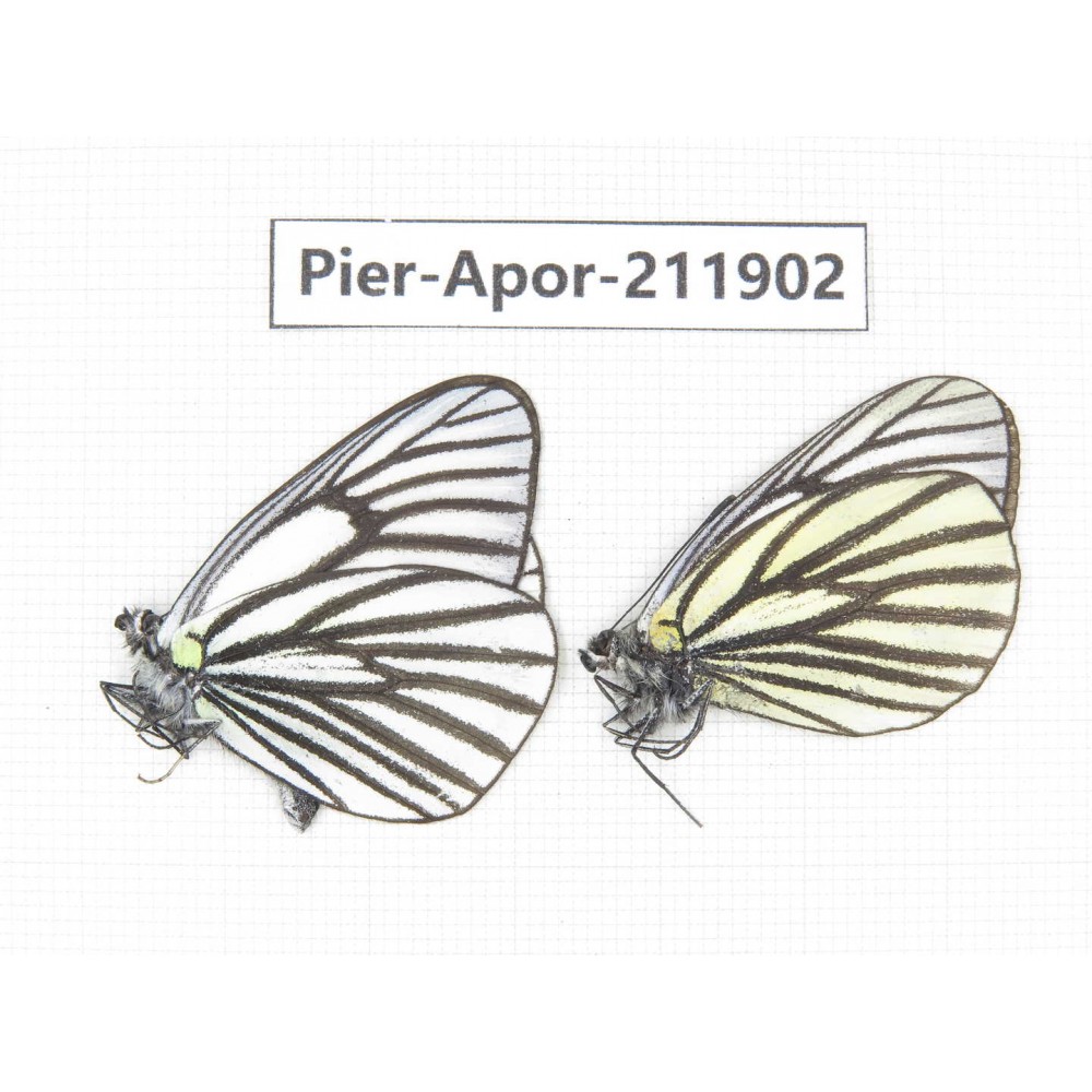 Aporia sp. China, Tibet, Linzhi, Bomi county. 2M. Pier-Apor-211902.