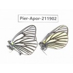 Aporia sp. China, Tibet, Linzhi, Bomi county. 2M. Pier-Apor-211902.