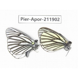 Aporia sp. China, Tibet, Linzhi, Bomi county. 2M. Pier-Apor-211902.