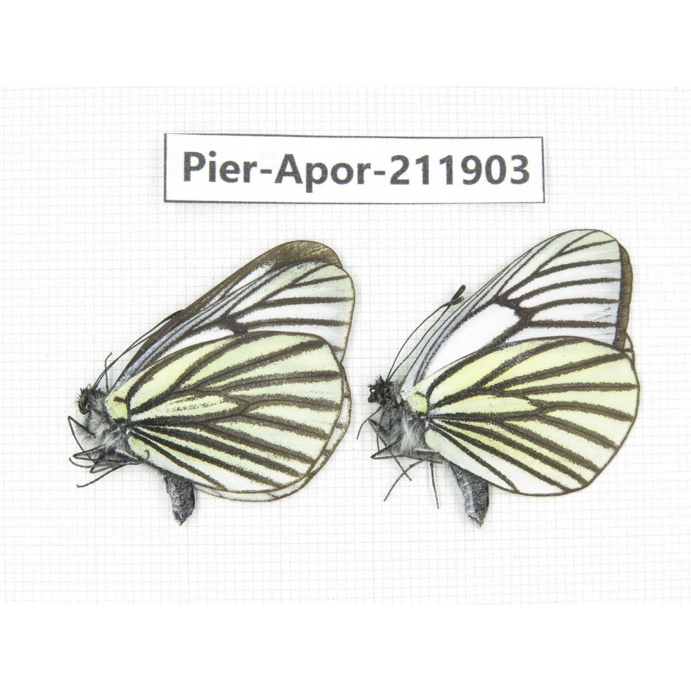 Aporia sp. China, Tibet, Linzhi, Bomi county. 2M. Pier-Apor-211903.