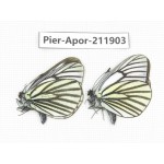 Aporia sp. China, Tibet, Linzhi, Bomi county. 2M. Pier-Apor-211903.