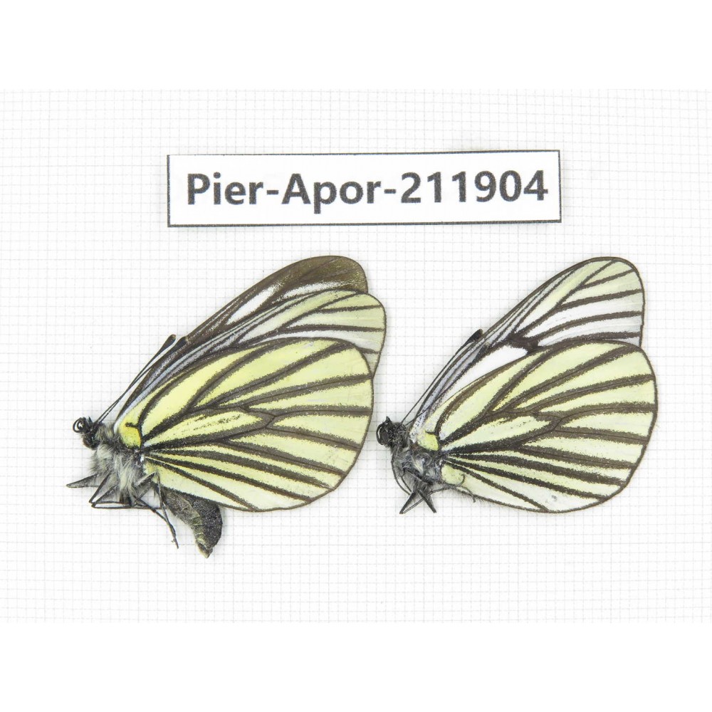 Aporia sp. China, Tibet, Linzhi, Bomi county. 2M. Pier-Apor-211904.