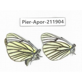 Aporia sp. China, Tibet, Linzhi, Bomi county. 2M. Pier-Apor-211904.