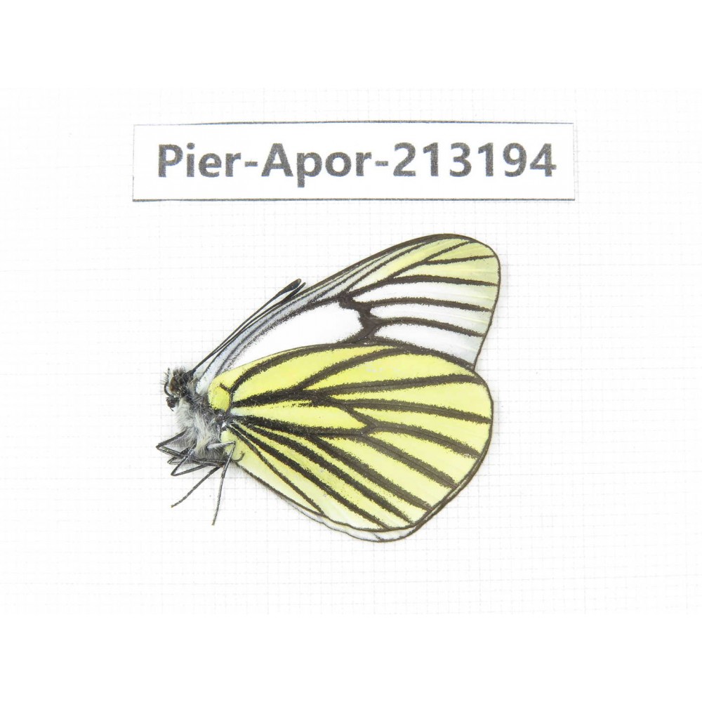 Aporia sp. China, Tibet, Linzhi, Milin county. 1M. Pier-Apor-213194.