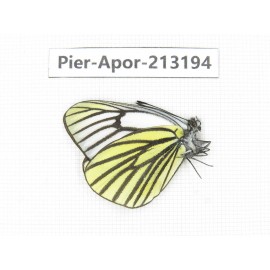 Aporia sp. China, Tibet, Linzhi, Milin county. 1M. Pier-Apor-213194.