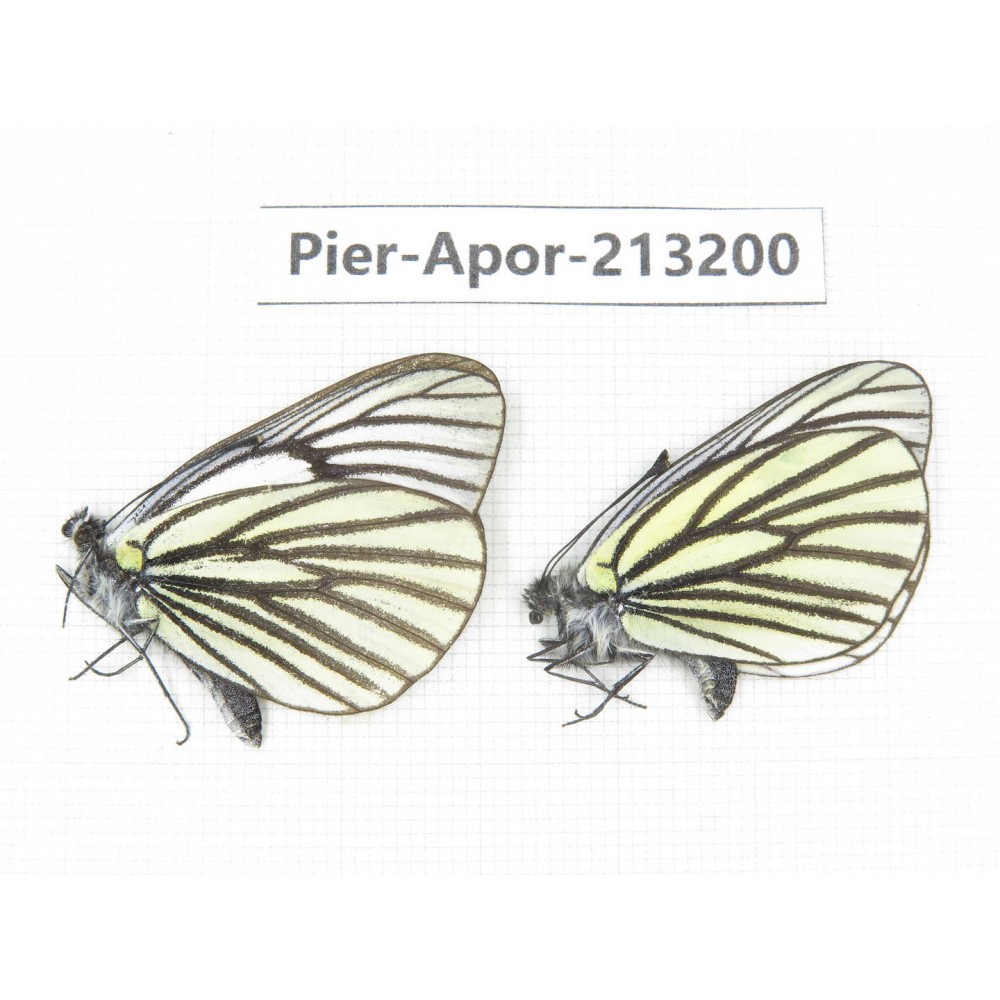 Aporia sp. China, Tibet, Linzhi, Milin county. 2M. Pier-Apor-213200.
