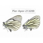 Aporia sp. China, Tibet, Linzhi, Milin county. 2M. Pier-Apor-213200.
