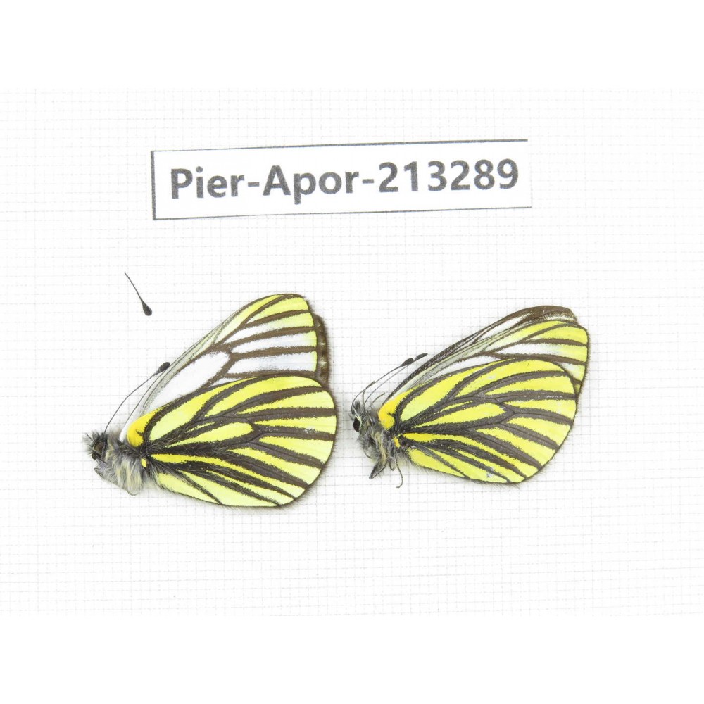 Pieris venata. China, Tibet, Qamdo, Mt.Zonglashan. 2M. Pier-Apor-213289.