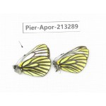 Pieris venata. China, Tibet, Qamdo, Mt.Zonglashan. 2M. Pier-Apor-213289.