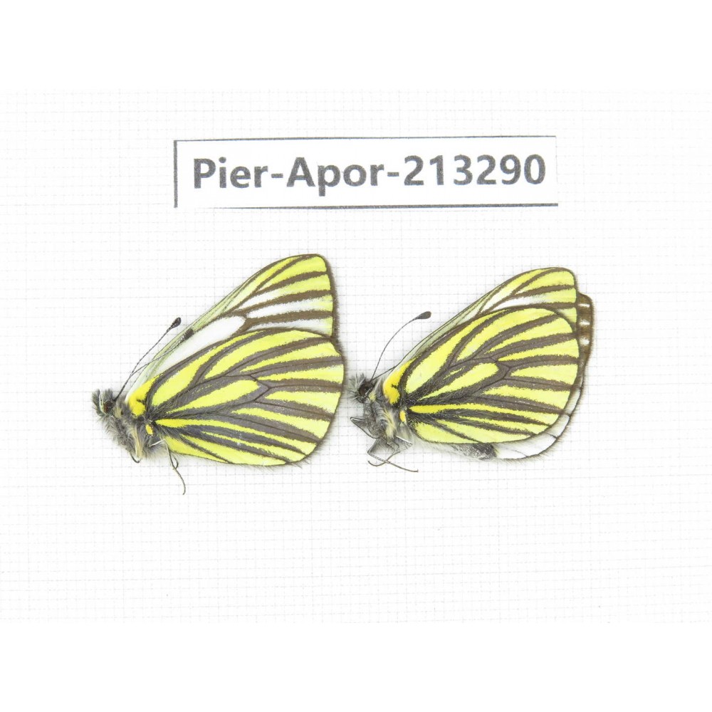 Pieris venata. China, Tibet, Qamdo, Mt.Zonglashan. 2M. Pier-Apor-213290.