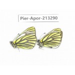 Pieris venata. China, Tibet, Qamdo, Mt.Zonglashan. 2M. Pier-Apor-213290.