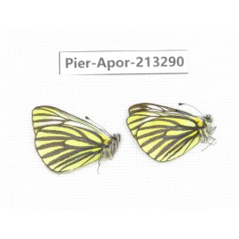 Pieris venata. China, Tibet, Qamdo, Mt.Zonglashan. 2M. Pier-Apor-213290.