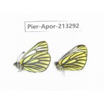Pieris venata. China, Tibet, Qamdo, Mt.Zonglashan. 2M. Pier-Apor-213292.
