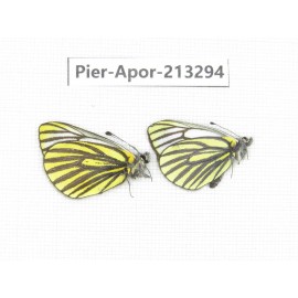 Pieris venata. China, Tibet, Qamdo, Mt.Zonglashan. 2M. Pier-Apor-213294.
