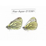 Pieris venata. China, Tibet, Qamdo, Mt.Zonglashan. 2M. Pier-Apor-213361.