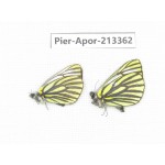 Pieris venata. China, Tibet, Qamdo, Mt.Zonglashan. 2M. Pier-Apor-213362.