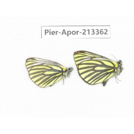 Pieris venata. China, Tibet, Qamdo, Mt.Zonglashan. 2M. Pier-Apor-213362.