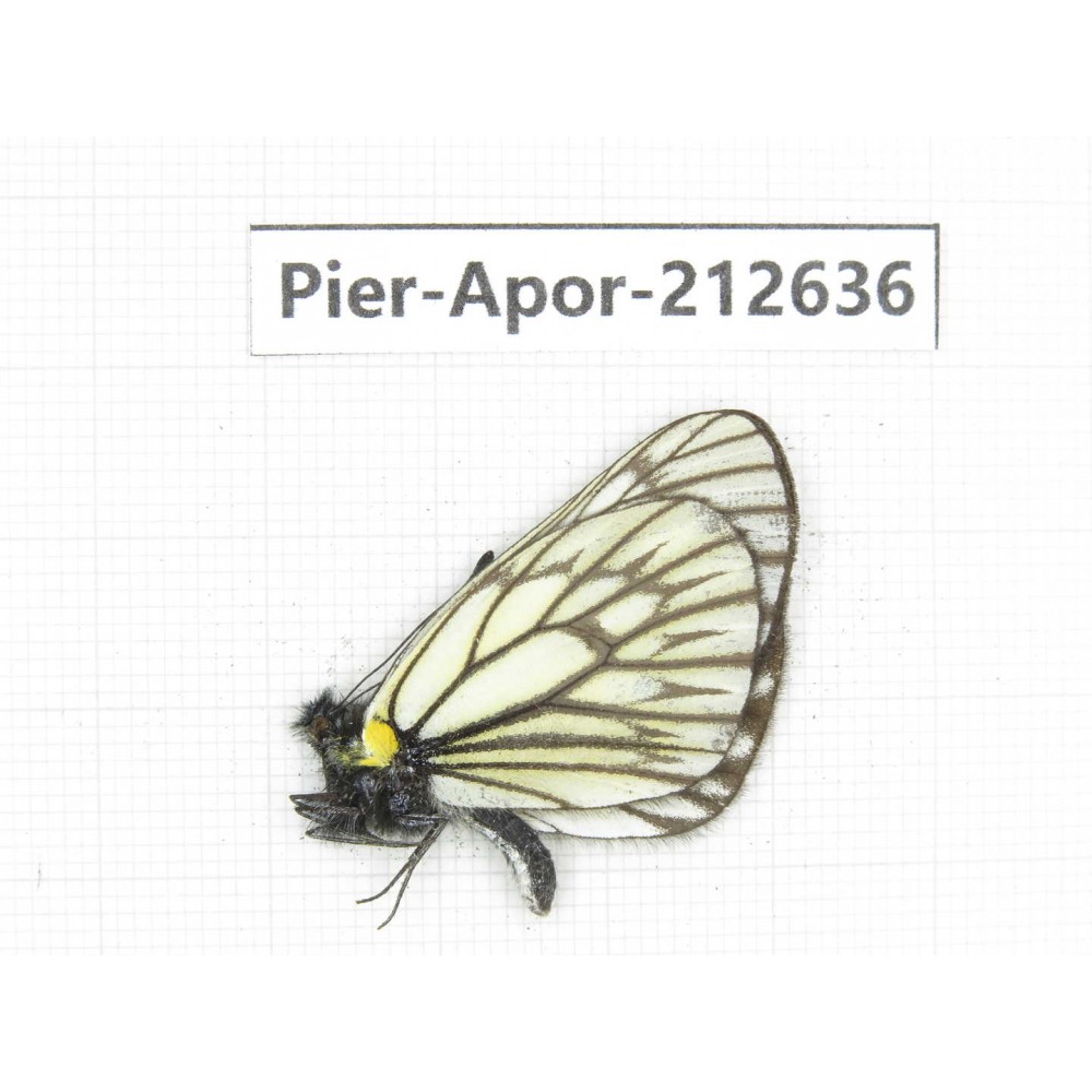 Aporia sp. China, Yunnan, Xiangerila, Weixi county, N of Mt.Yunling. 1M. Pier-Apor-212636.