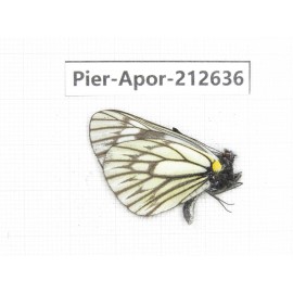 Aporia sp. China, Yunnan, Xiangerila, Weixi county, N of Mt.Yunling. 1M. Pier-Apor-212636.