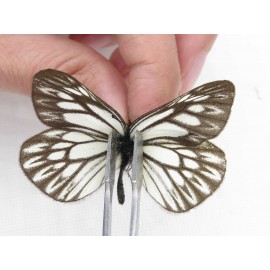 Aporia sp. China, Yunnan, Xiangerila, Weixi county, N of Mt.Yunling. 1M. Pier-Apor-212636.