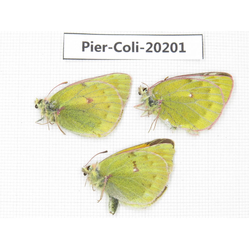 Colias arida mutingi. China, Gansu, Akesai county, Mt.Dangjinshan. 2M1F. Pier-Coli-20201.