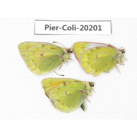 Colias arida mutingi. China, Gansu, Akesai county, Mt.Dangjinshan. 2M1F. Pier-Coli-20201.