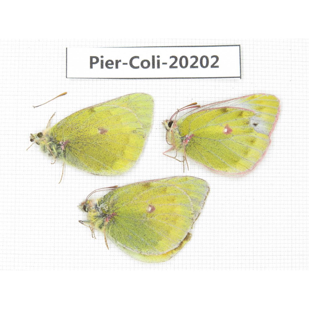 Colias arida mutingi. China, Gansu, Akesai county, Mt.Dangjinshan. 2M1F. Pier-Coli-20202.