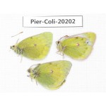 Colias arida mutingi. China, Gansu, Akesai county, Mt.Dangjinshan. 2M1F. Pier-Coli-20202.