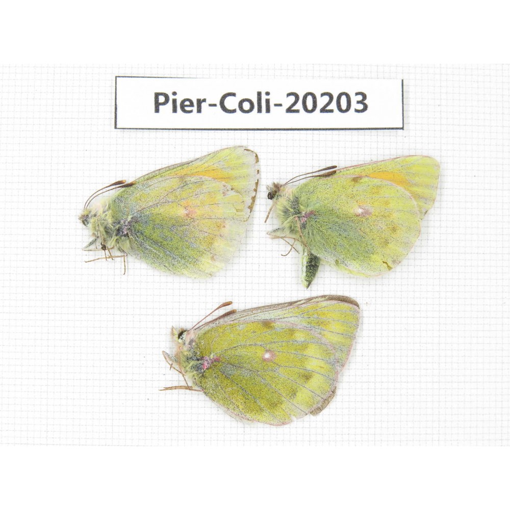 Colias arida mutingi. China, Gansu, Akesai county, Mt.Dangjinshan. 2M1F. Pier-Coli-20203.