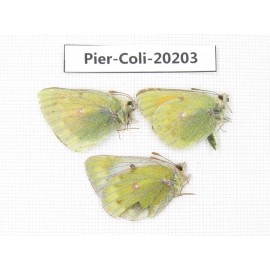 Colias arida mutingi. China, Gansu, Akesai county, Mt.Dangjinshan. 2M1F. Pier-Coli-20203.