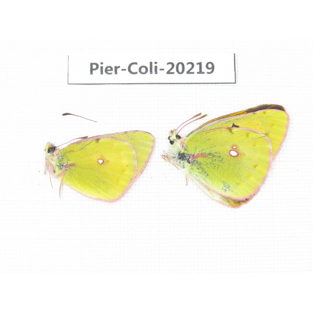 Colias fieldii chinensis. China, Gansu, Hezuo area, Kajiaman. 2M. Pier-Coli-20219.