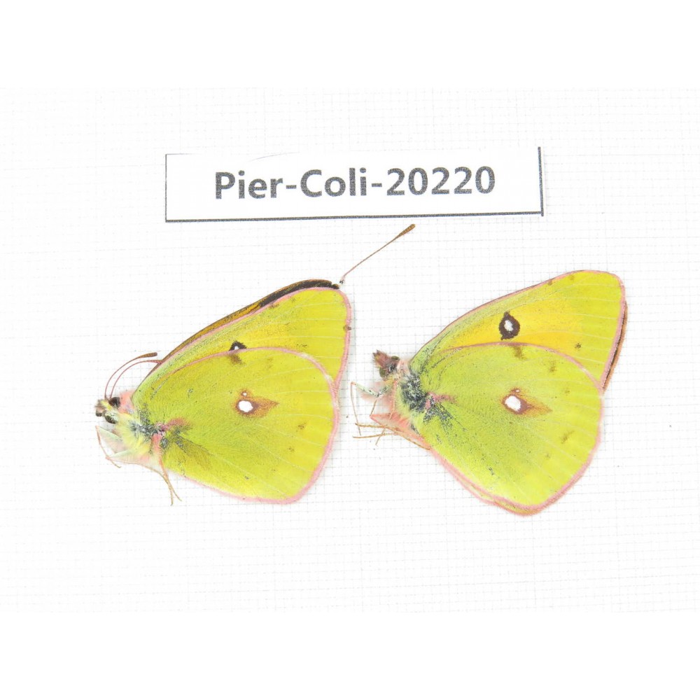 Colias fieldii chinensis. China, Gansu, Hezuo area, Kajiaman. 2M. Pier-Coli-20220.