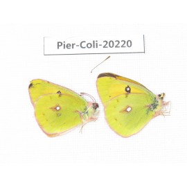 Colias fieldii chinensis. China, Gansu, Hezuo area, Kajiaman. 2M. Pier-Coli-20220.