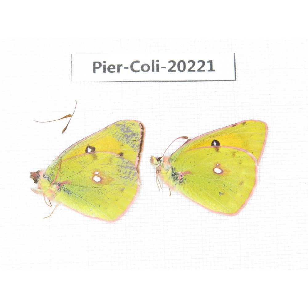 Colias fieldii chinensis. China, Gansu, Hezuo area, Kajiaman. 2M. Pier-Coli-20221.