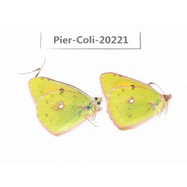 Colias fieldii chinensis. China, Gansu, Hezuo area, Kajiaman. 2M. Pier-Coli-20221.