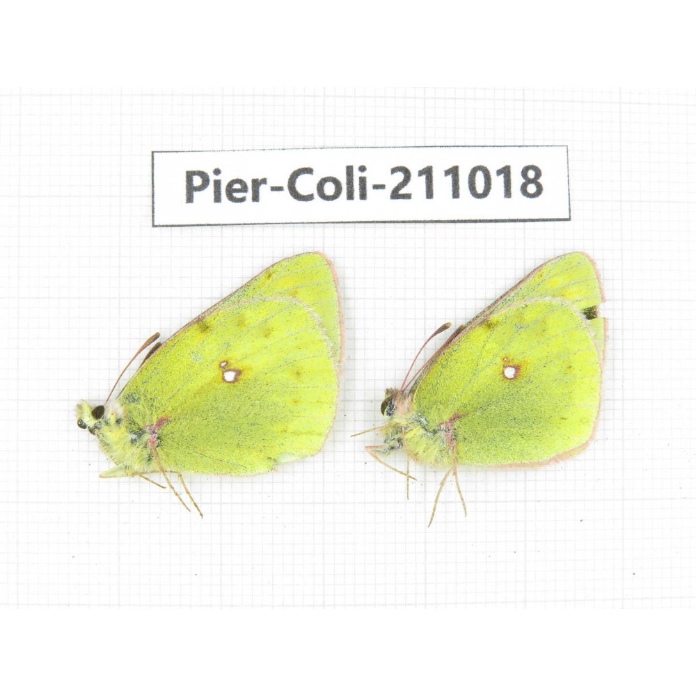 Colias montium ssp. China, Gansu, Wuwei, Tianzhu county, Qilian town. 2M. Pier-Coli-211018.